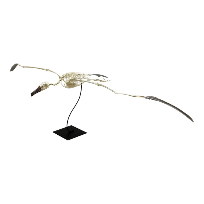 Replica Black-footed Albatross Skeleton