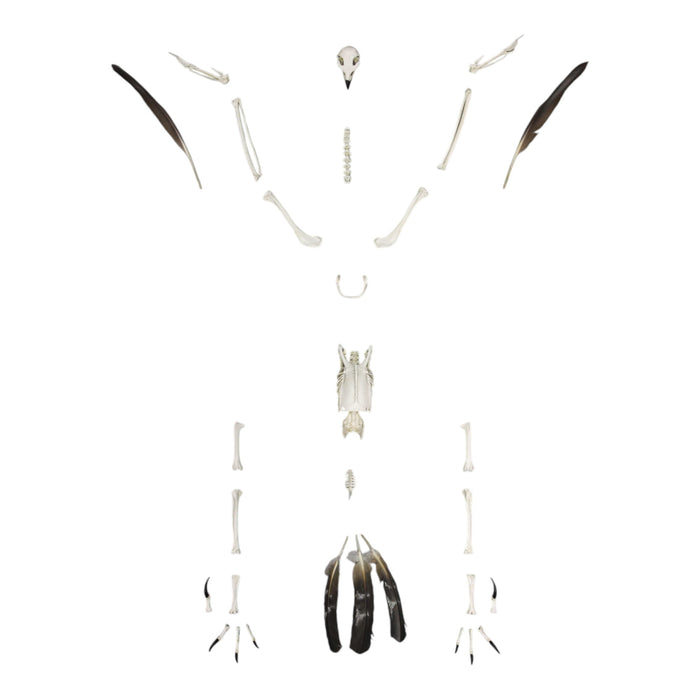 Replica Golden Eagle Skeleton