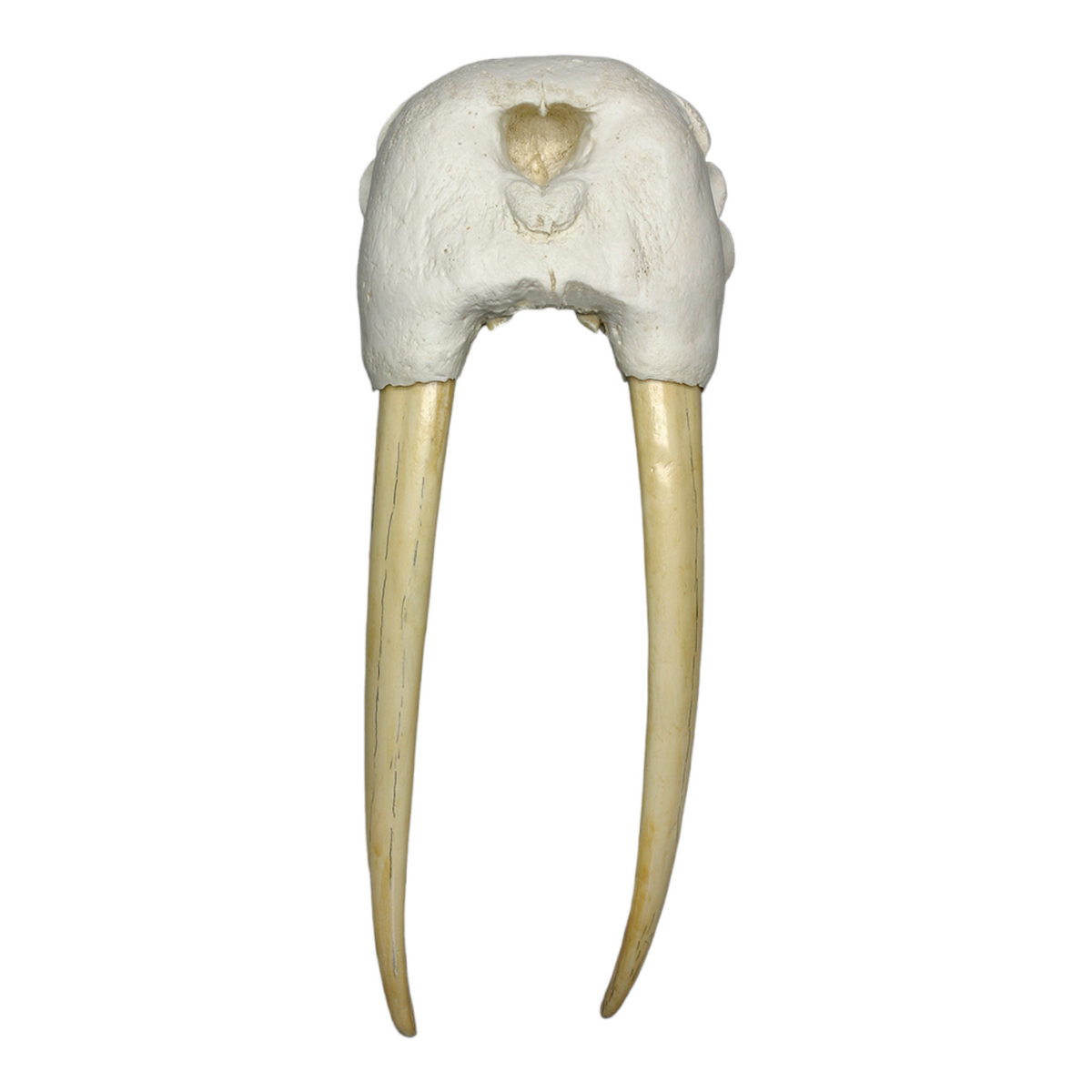 Replica Walrus Partial Skull with Tusks — Skulls Unlimited ...