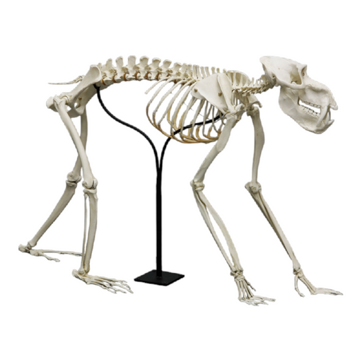 Replica Mandrill Baboon Skeleton