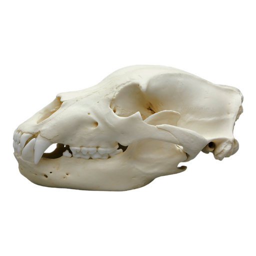 Replica Grizzly Bear Skull