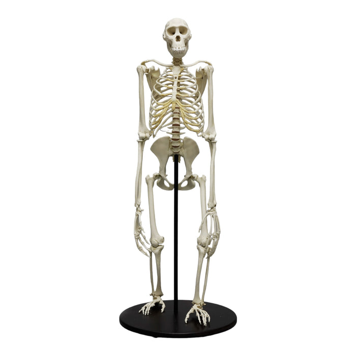 Replica Bonobo Skeleton