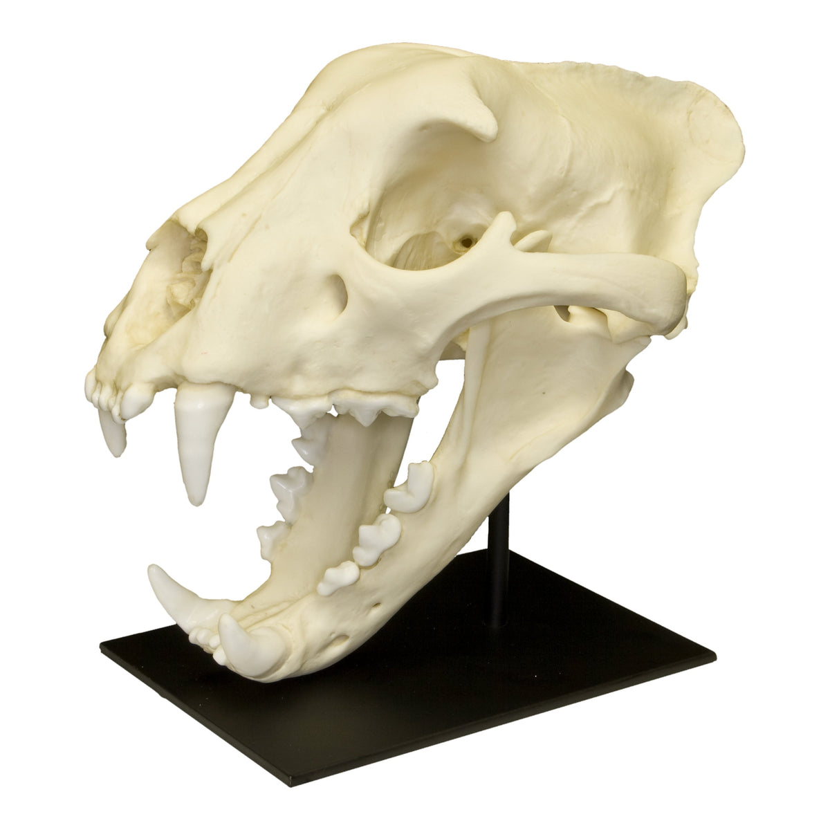Replica Jaguar Skull For Sale — Skulls Unlimited International, Inc.