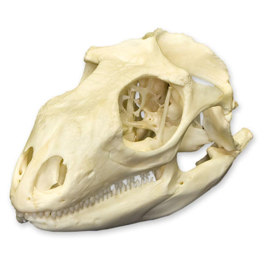 Real Green Iguana Skull