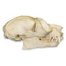 Replica Potto Skull