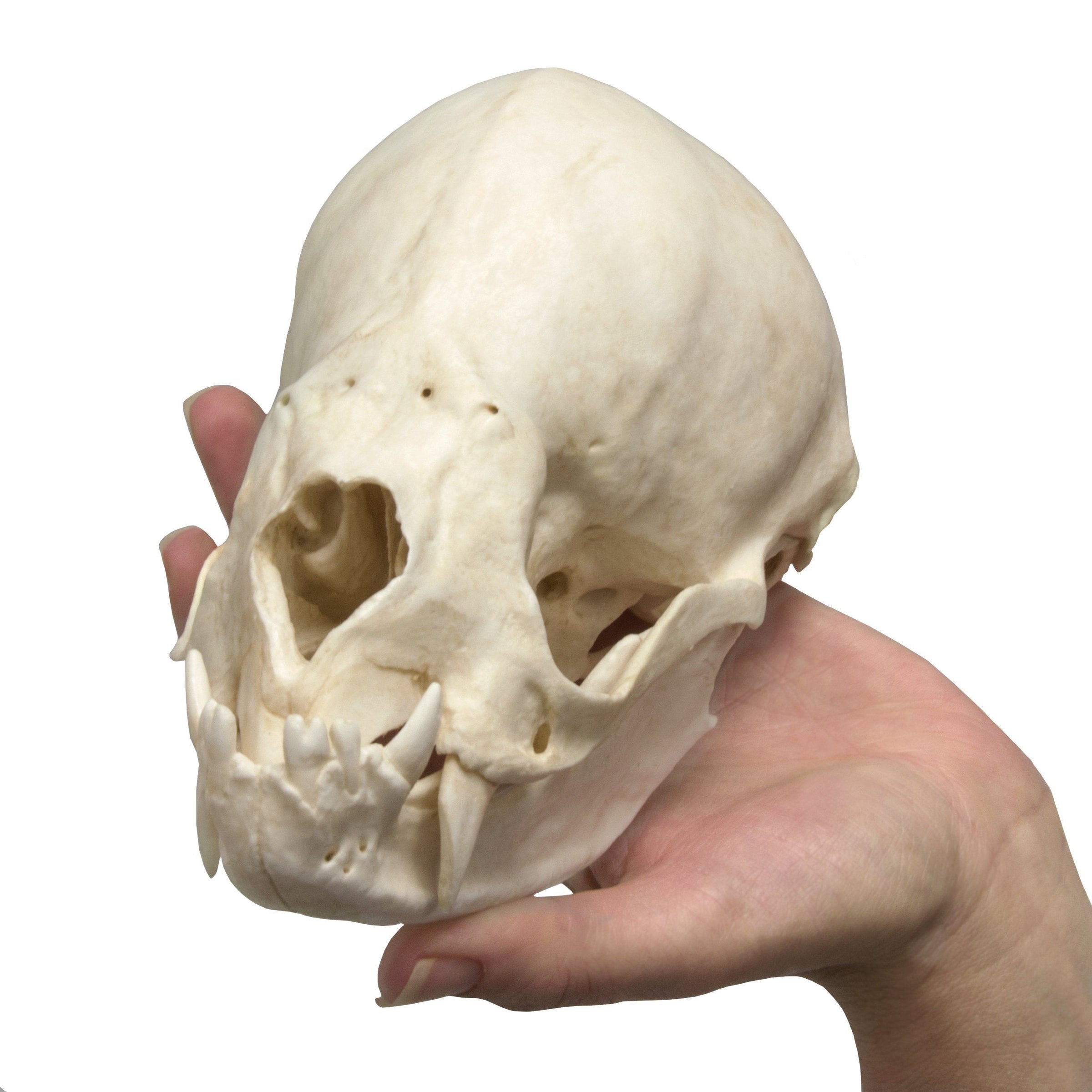 Replica Vampire Bat Skull (8:1 Scale)