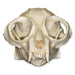 Replica Potto Skull