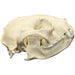 Replica Red Panda Skull