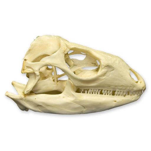 Real Green Iguana Skull