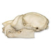 Replica Potto Skull