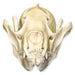 Replica Red Panda Skull