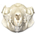 Real Brushtail Possum Skull