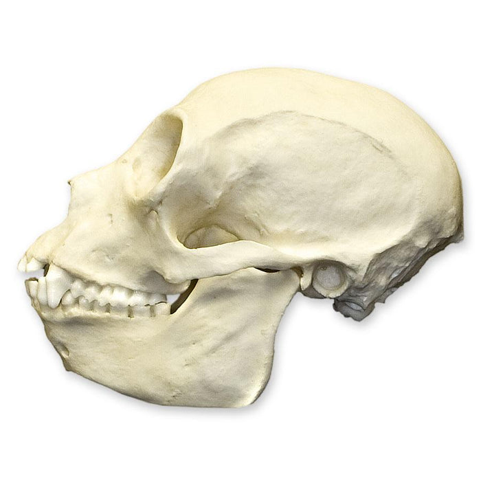 Replica Black Spider Monkey Skull