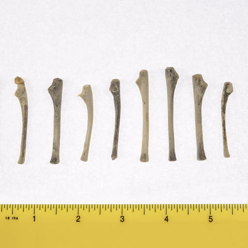 Real Research Quality Human Fetal Ulna - Single