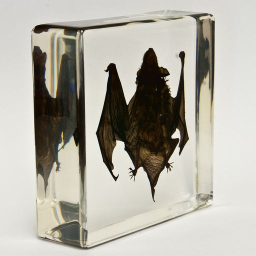 Real Bat in Acrylic Display (Small)