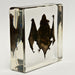 Real Bat in Acrylic Display (Small)