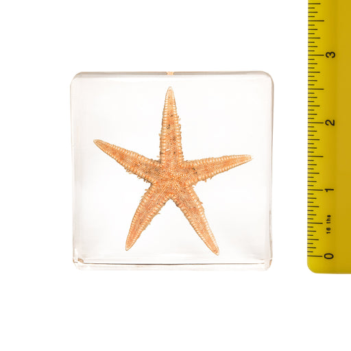 Real Starfish in Acrylic Paperweight