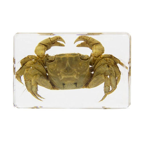 Real Acrylic Crab Paperweight - Small