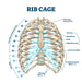 Replica Human Rib - Single