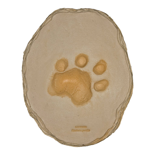 African Leopard Footprint