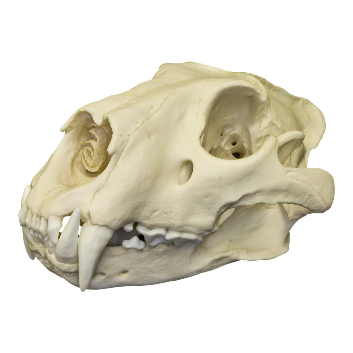 lion teeth skull