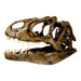 Replica Allosaurus Skull (Actual Size)