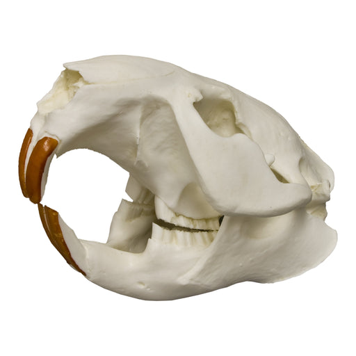 Replica American Beaver Skull