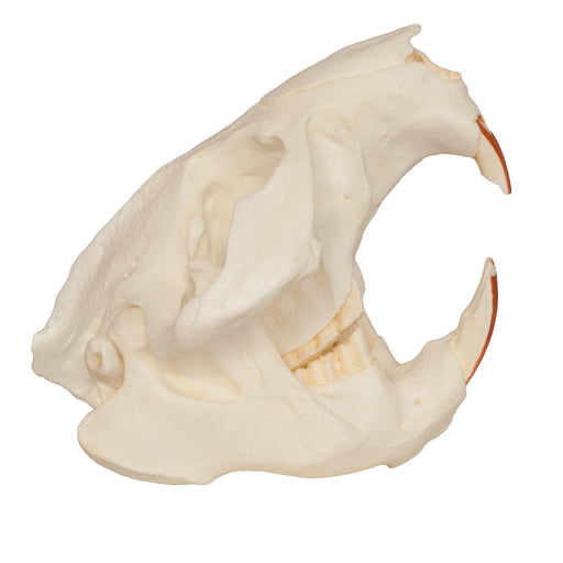 Replica American Beaver Skull