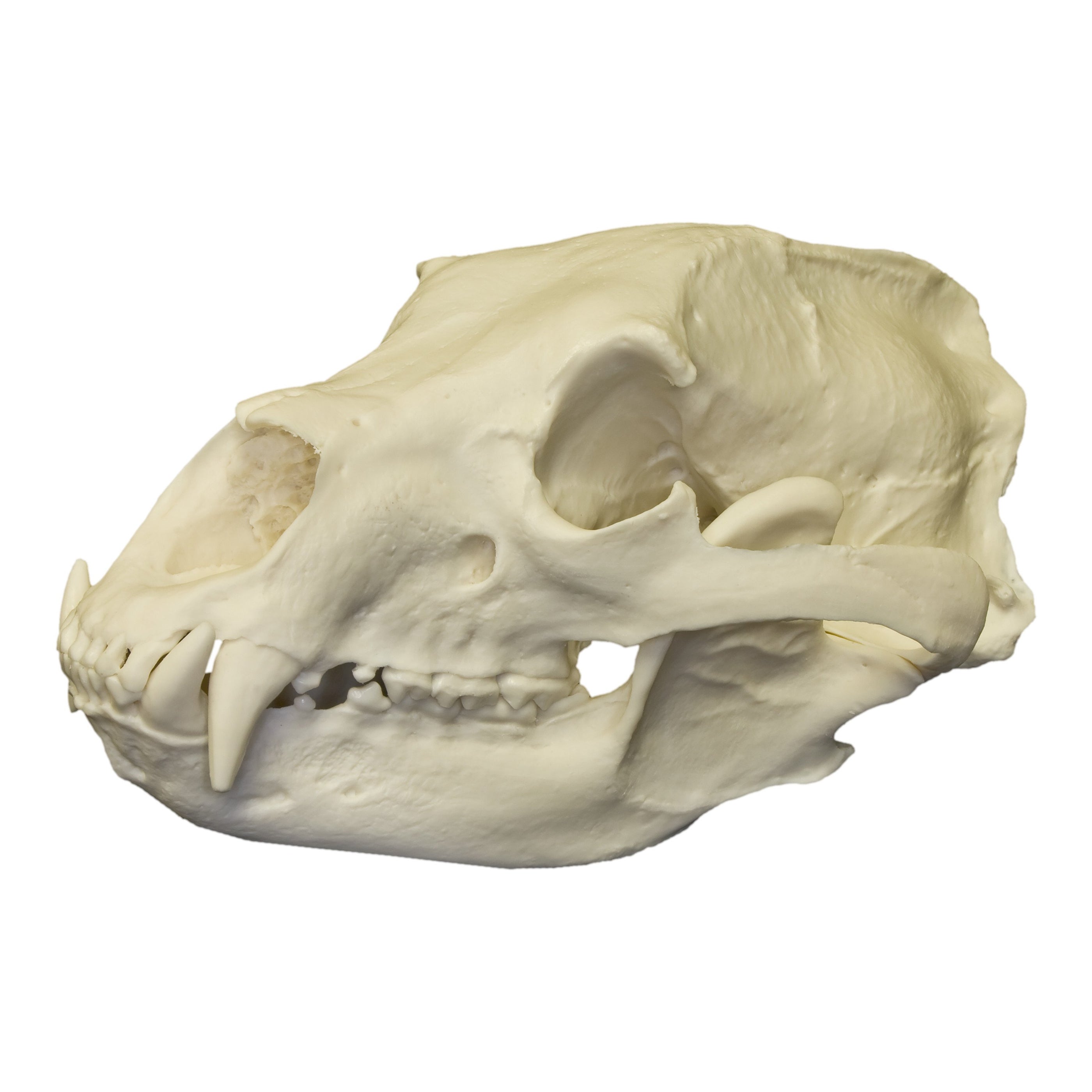 Replica American Black Bear Skull For Sale — Skulls Unlimited ...