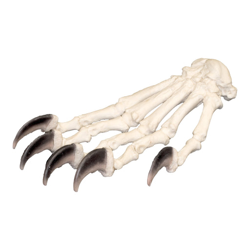 Replica American Black Bear Articulated Forepaw