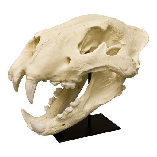 Replica American Lion Skull - Felis atrox