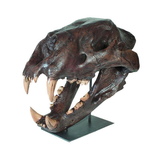 Replica American Lion Skull - Felis atrox