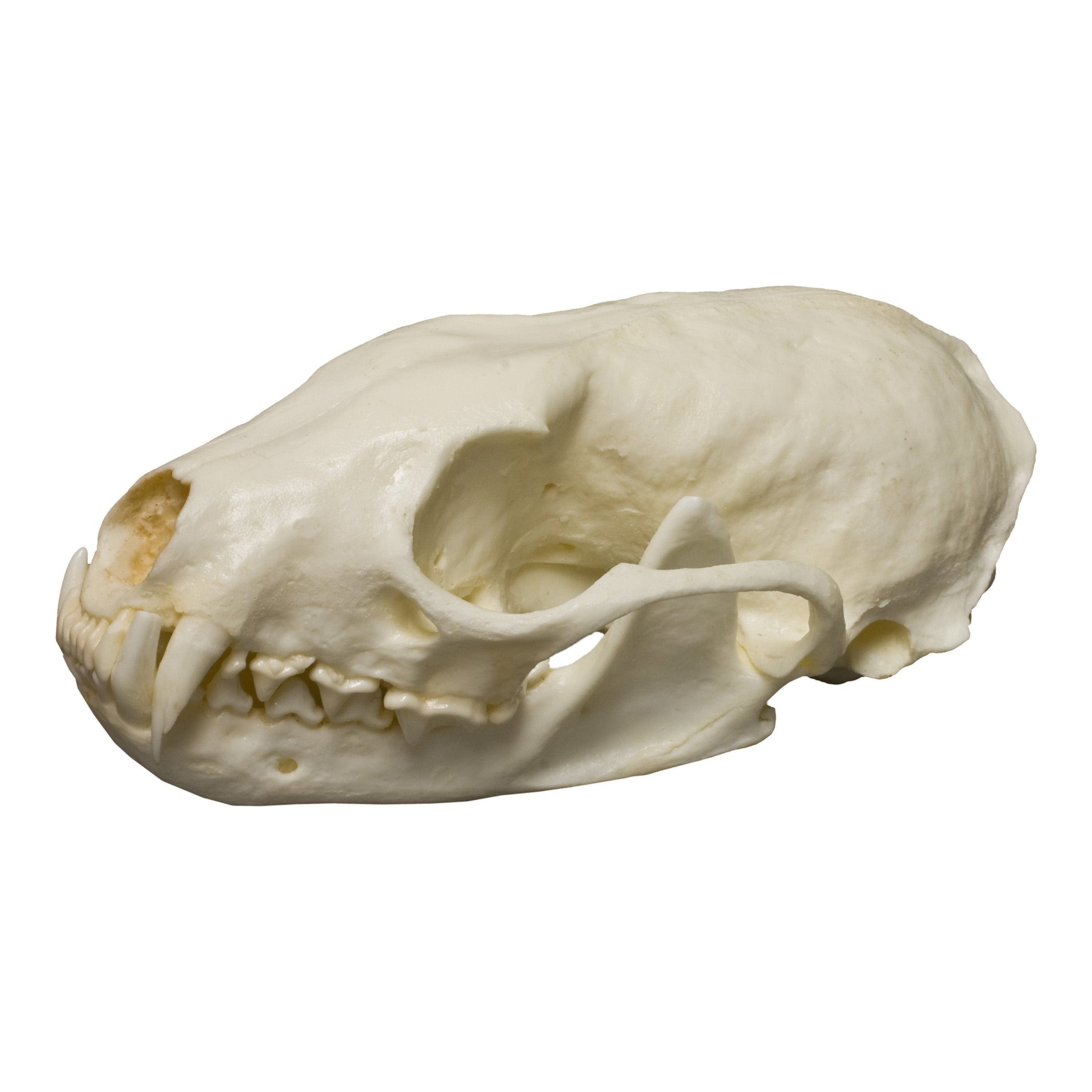 Replica American Marten Skull For Sale — Skulls Unlimited International ...