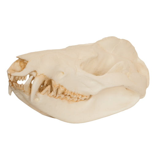 Replica American Opossum Skull