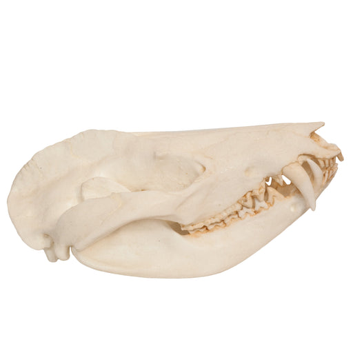 Replica American Opossum Skull