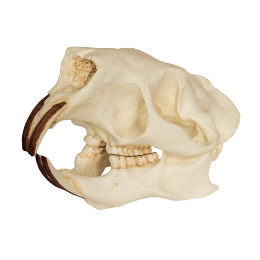 Replica American Porcupine Skull