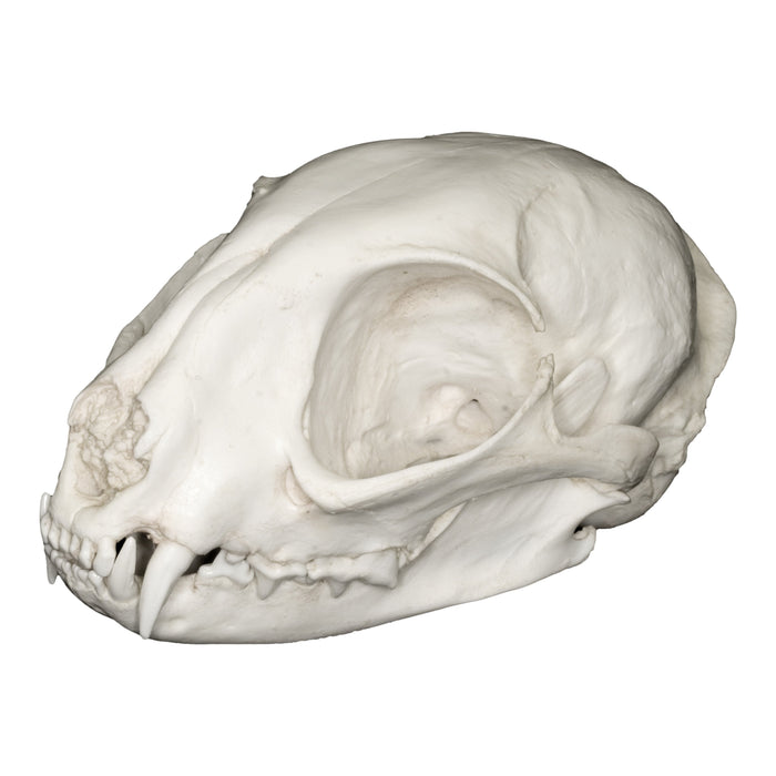 Replica Asian Jungle Cat Skull
