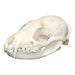 Replica Asian Palm Civet Skull