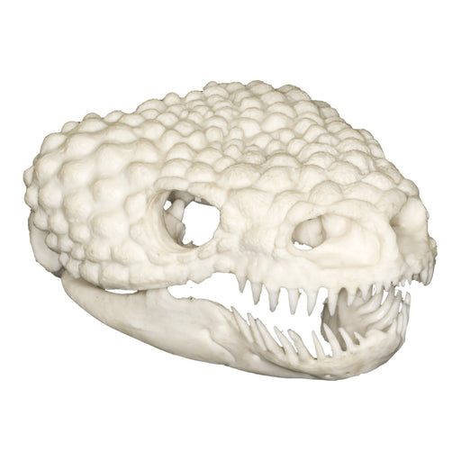 Replica Gila Monster Skull