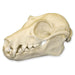 Replica Fruit Bat Skull