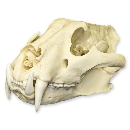 Replica Siberian Tiger Skull - Male