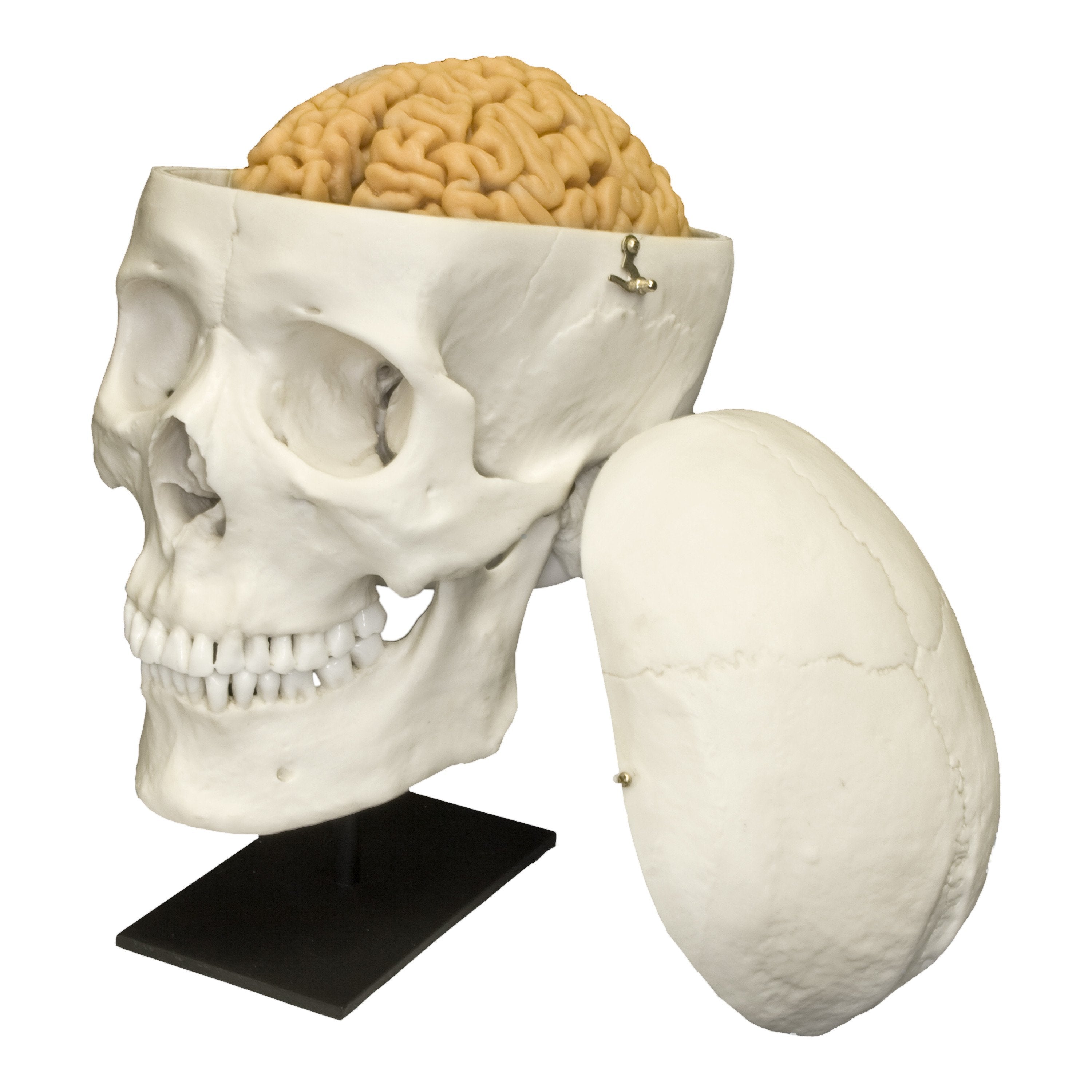 8 Parts Brain Skull Model at Rs 25000, Human Skull Model in Bidhan Nagar