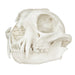 Replica Bobcat Skull Economy