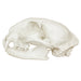 Replica Bobcat Skull Economy