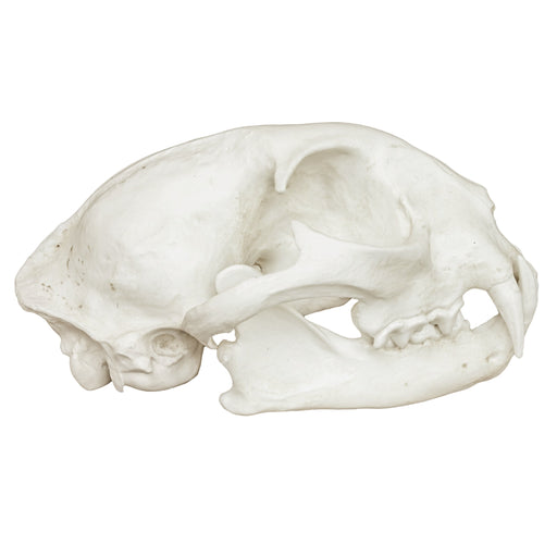 Replica Bobcat Skull Economy