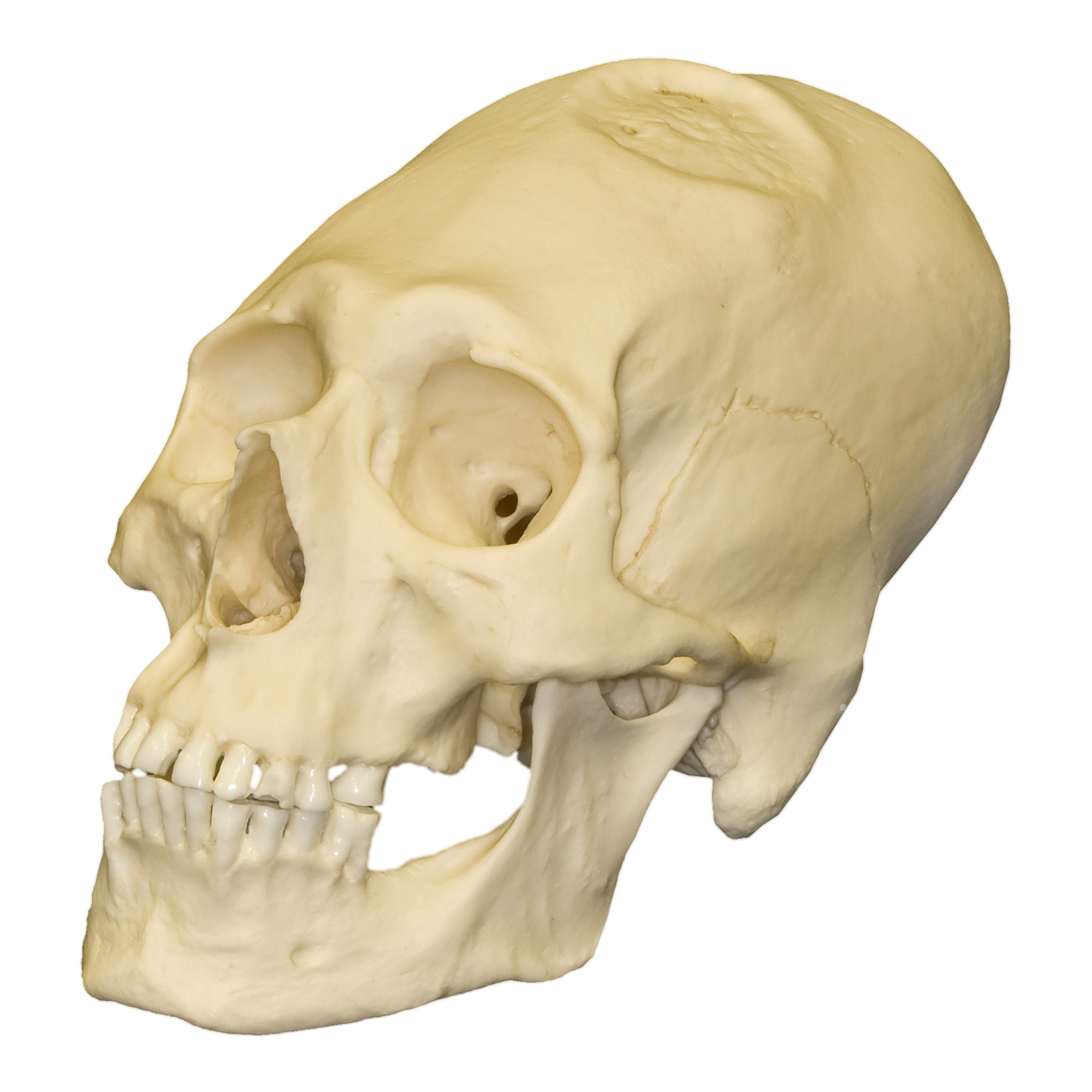 HUMAN MALE SKULL, Skull Duggery, USD 173.03