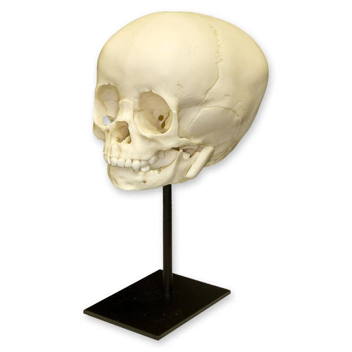 Replica 1 1/2-year-old Human Child Skull