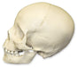 Replica 8-year-old Human Child Skull