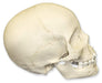 Replica 8-year-old Human Child Skull