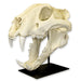 Replica Bengal Tiger Skull